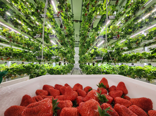 Modern Hydroponic Farms and their Impact on Food Security