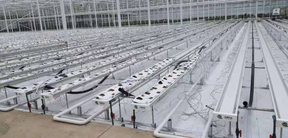 Hydroponic Grow Bags: A Simple Method to Maximize Space and Reduce Diseases