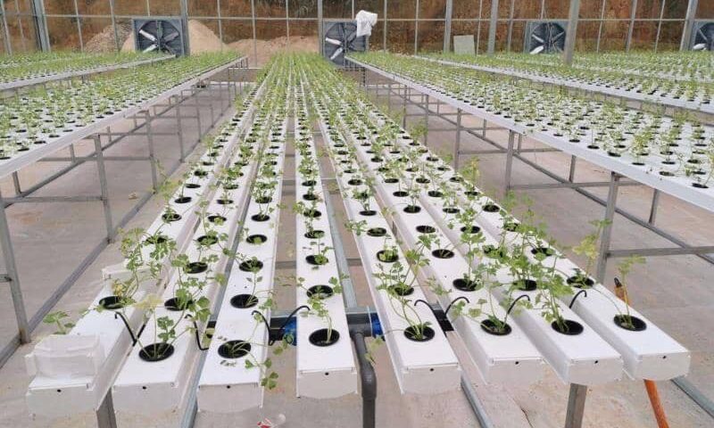 NFT System: An Efficient Solution for Growing Lettuce and Aromatic Herbs