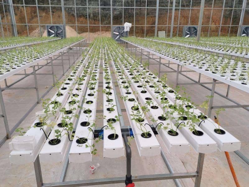 NFT System: An Efficient Solution for Growing Lettuce and Aromatic Herbs