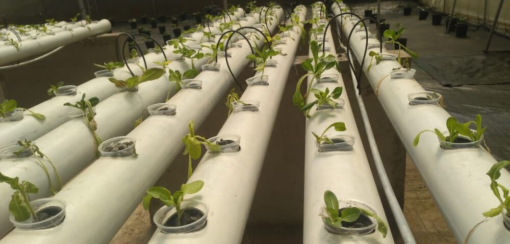 Multi-Chapel Greenhouse: Innovation in Soil-Free Cultivation