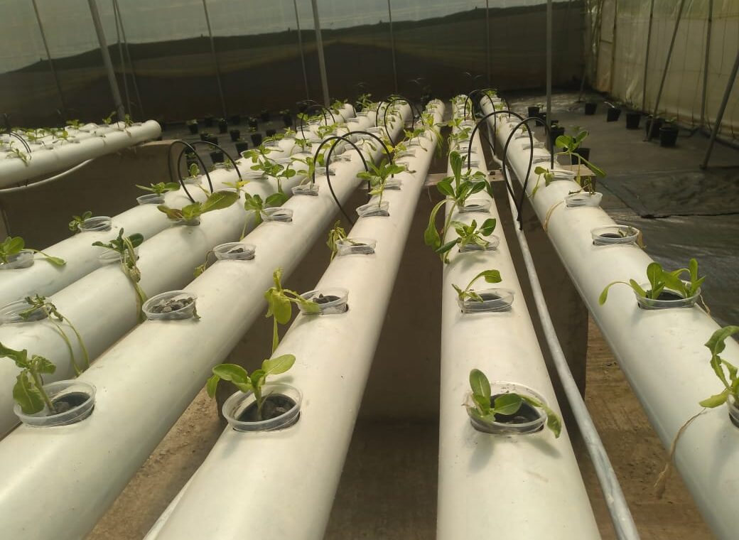 Multi-Chapel Greenhouse: Innovation in Soil-Free Cultivation