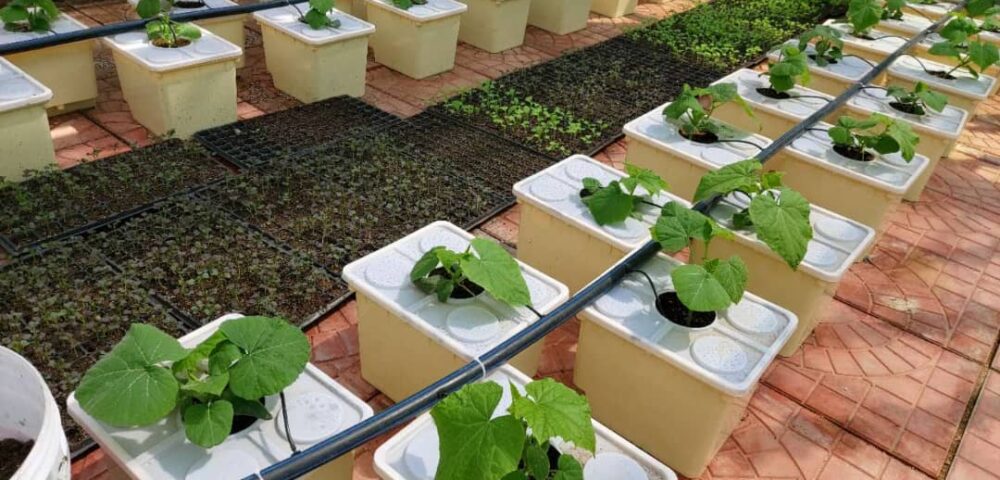 Dutch Bucket System: Efficiency for Large Hydroponic Crops