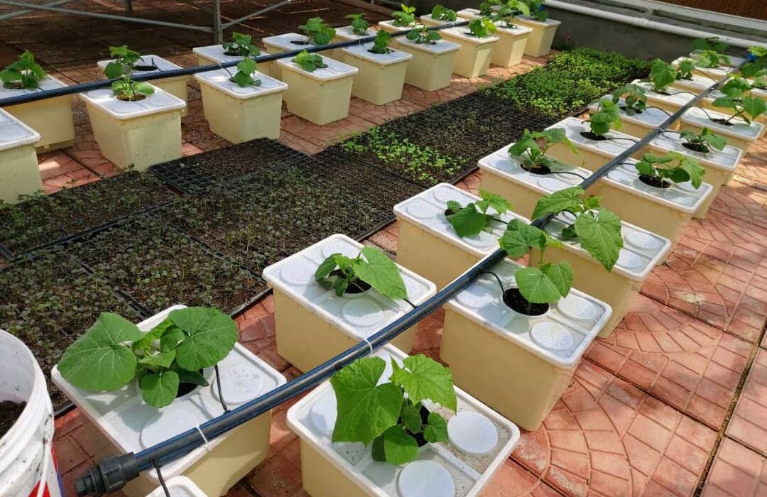 Dutch Bucket System: Efficiency for Large Hydroponic Crops